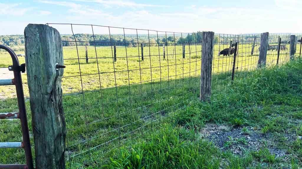 metal cattle fence panels