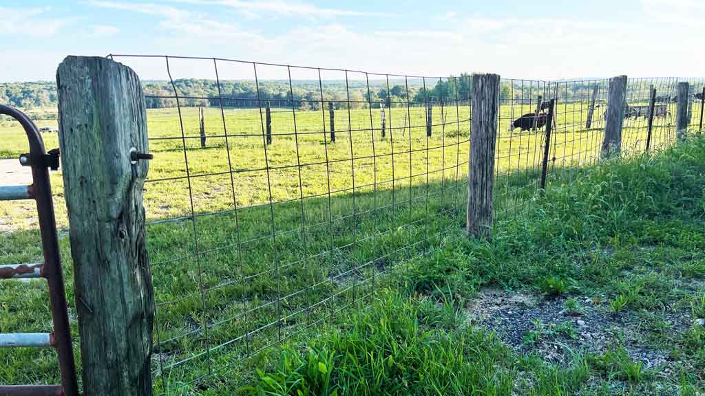 Cattle Fence Ideas 5 Best Types