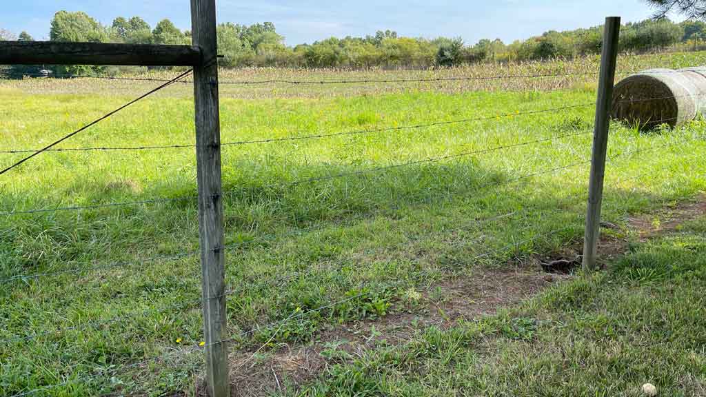 stands of barbed wire fence