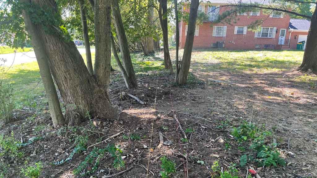 fence line through trees