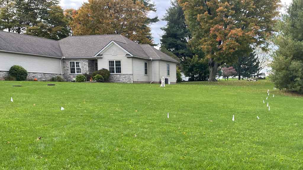 flags marking invisible dog fence