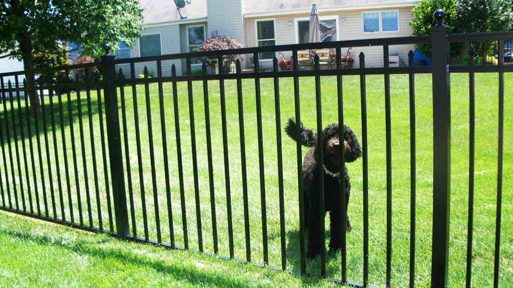 dog behind aluminum fence