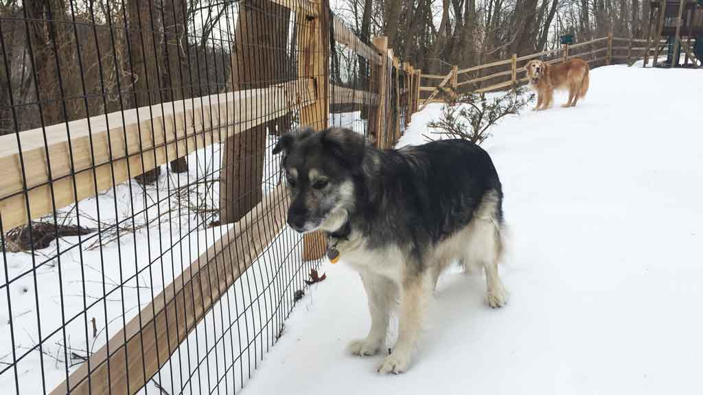 dog inside fenced yard