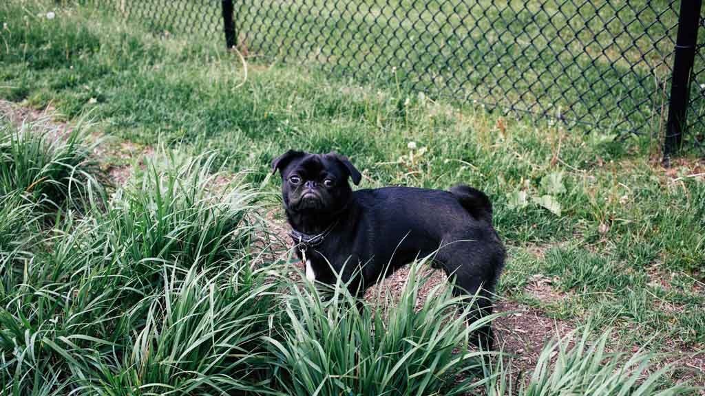 Best Dog Fencing Options for Every Dog Type Fence Resource