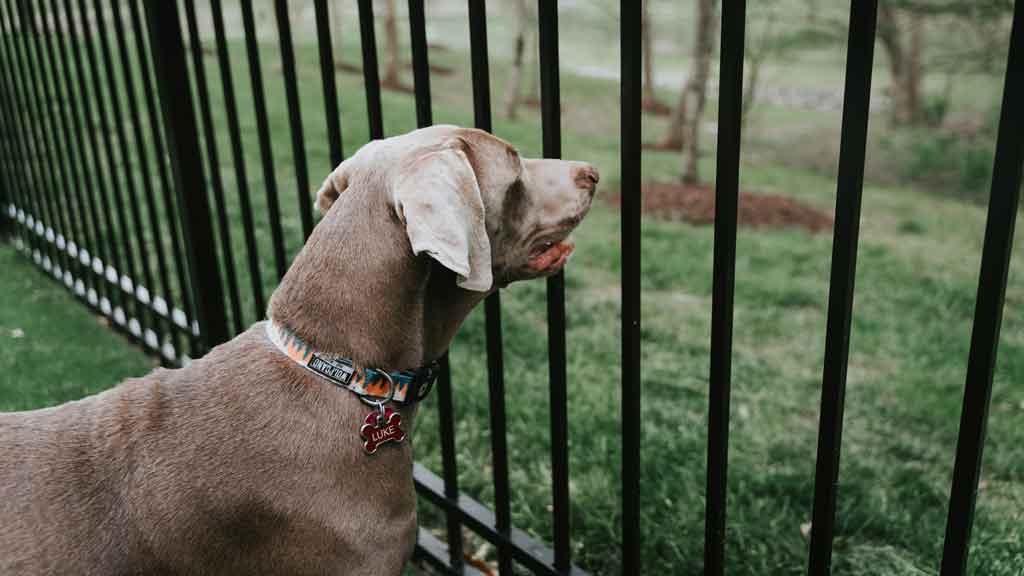 Dog Fence Types