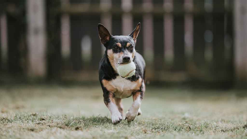 puppy playing in fenced yard