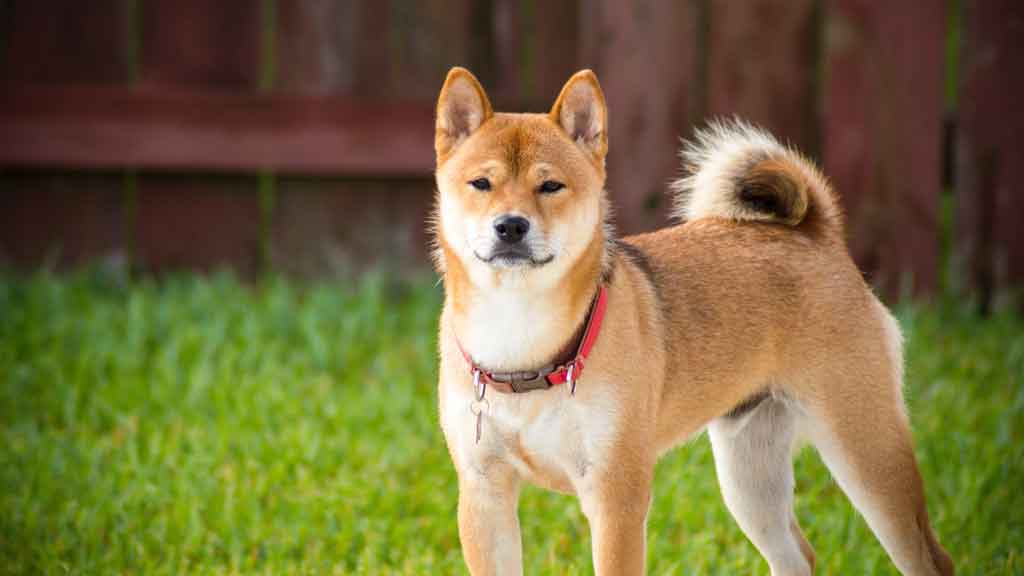 Best fence for big cheap dogs