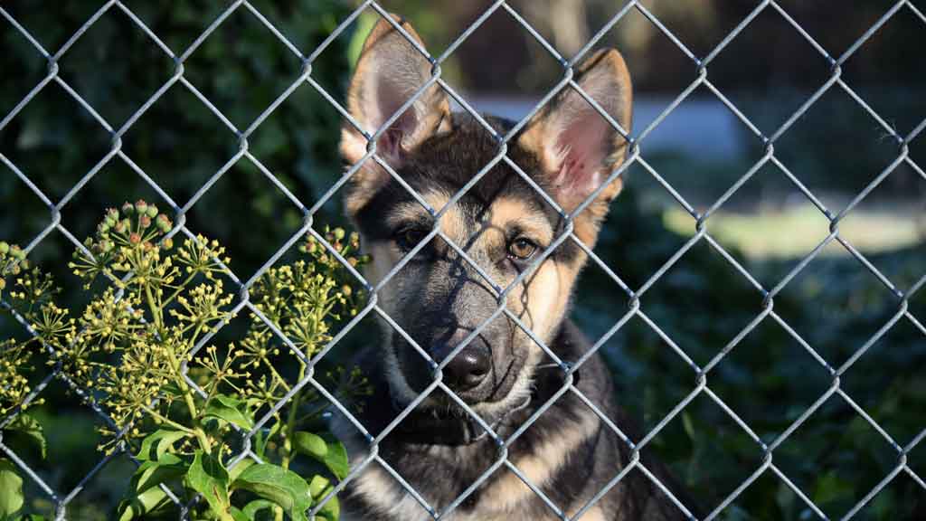 dog looking through chain link fence