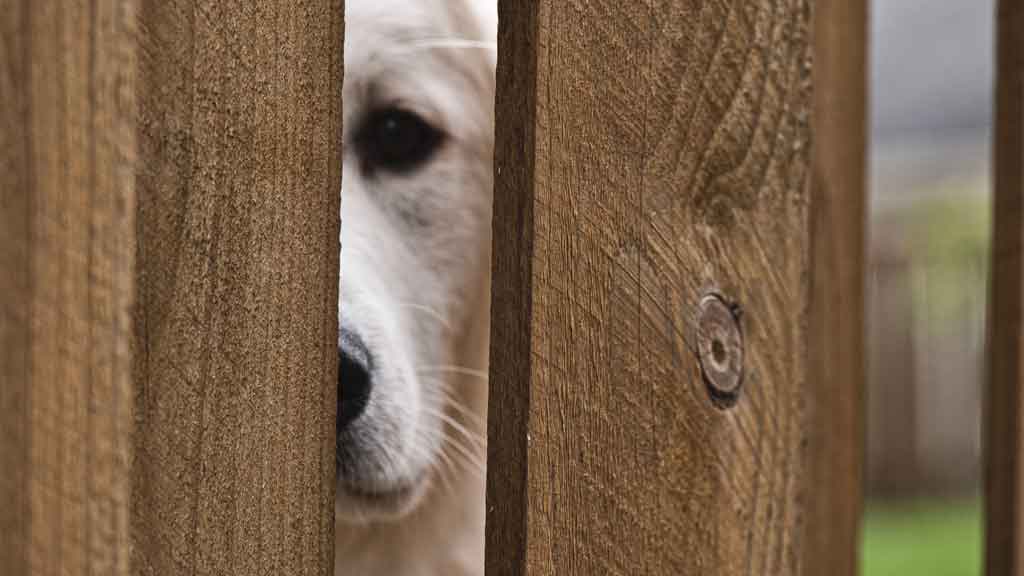 dog looking through wood fence