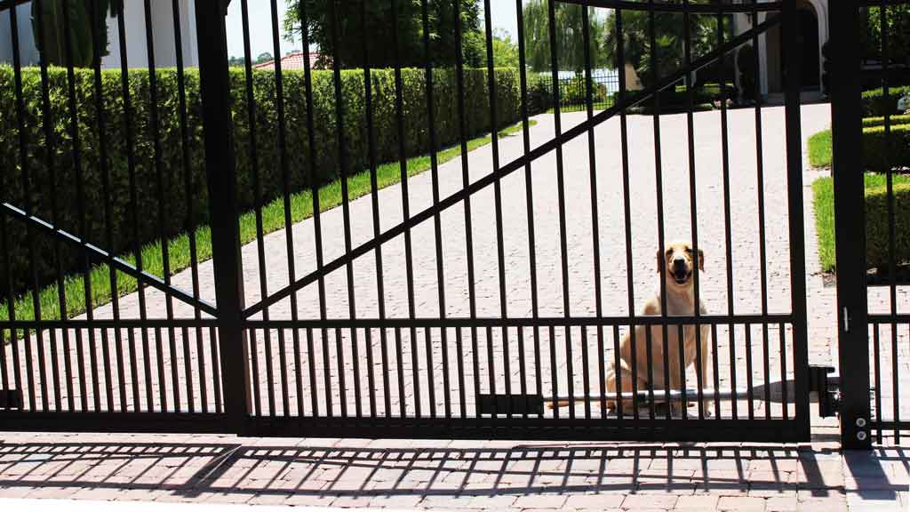 dog behind puppy picket gate