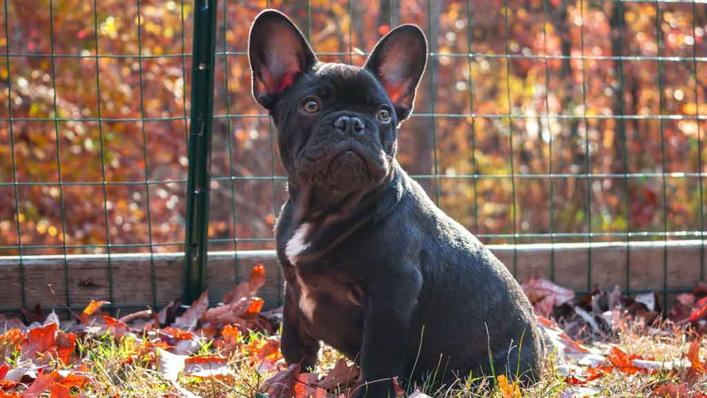 dog inside temporary fence