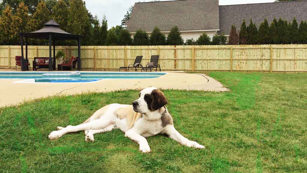 privacy fence and dog