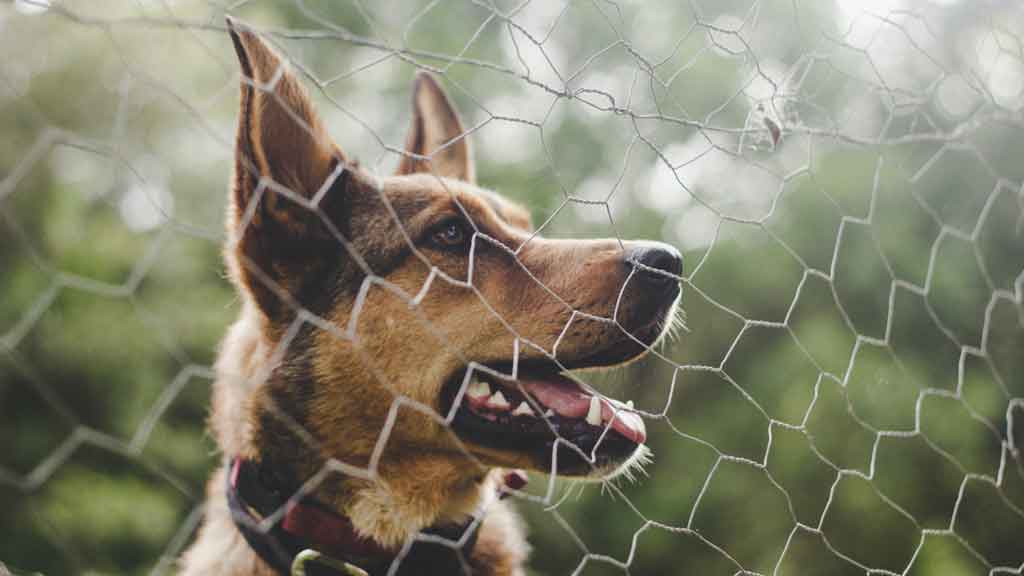 can you use chicken wire for dog fence