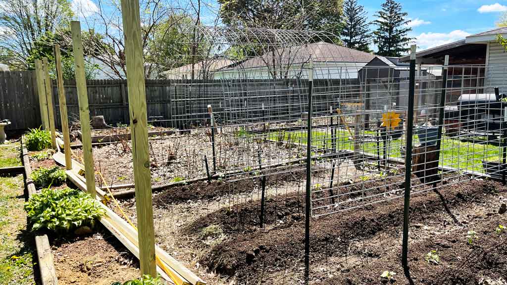 garden with cattle panel trellis