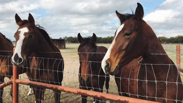 horses standing next to fence